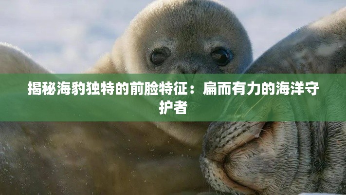 揭秘海豹獨特的前臉特征：扁而有力的海洋守護(hù)者