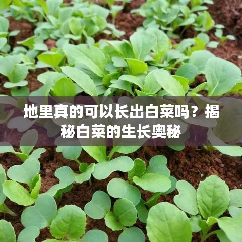 地里真的可以長出白菜嗎？揭秘白菜的生長奧秘