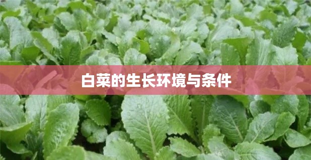 白菜的生長環(huán)境與條件