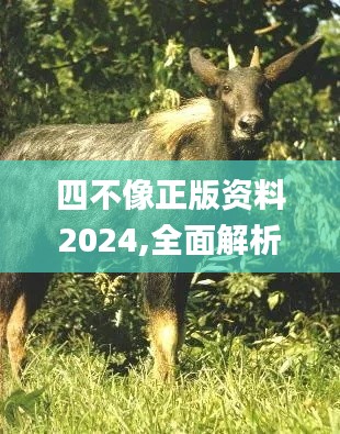 四不像正版資料2024,全面解析與深度探討_云端版7.231