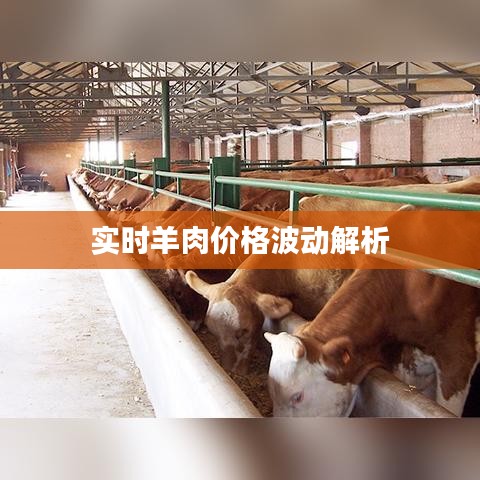 實時羊肉價格波動解析