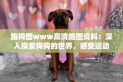 跑狗圖www高清跑圖資料：深入探索狗狗的世界，感受運(yùn)動的魅力