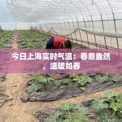 今日上海實時氣溫：春意盎然，溫暖如春