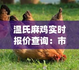 溫氏麻雞實時報價查詢：市場動態(tài)一手掌握