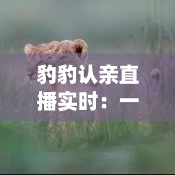 豹豹認(rèn)親直播實(shí)時(shí)：一場跨越千里的溫馨重逢