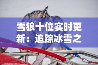 雪狼十位實(shí)時(shí)更新：追蹤冰雪之巔的神秘使者