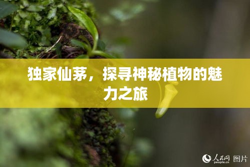 獨(dú)家仙茅，探尋神秘植物的魅力之旅