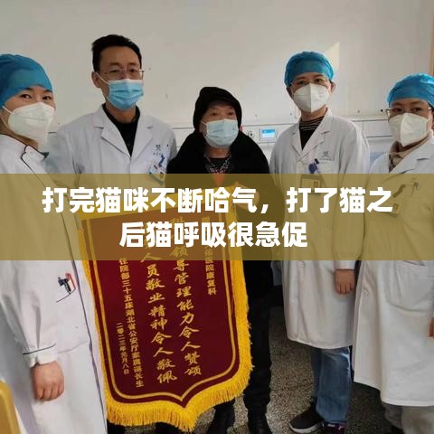 打完貓咪不斷哈氣，打了貓之后貓呼吸很急促 