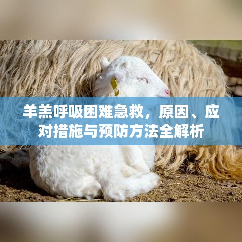 羊羔呼吸困難急救，原因、應對措施與預防方法全解析