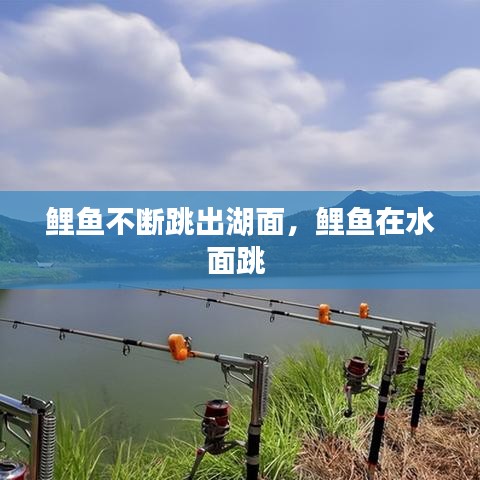 鯉魚不斷跳出湖面，鯉魚在水面跳 