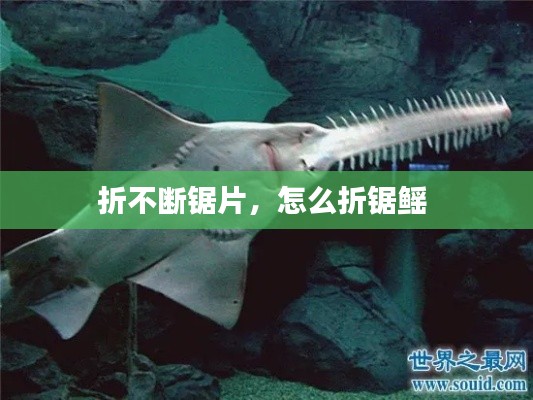 折不斷鋸片，怎么折鋸鰩 