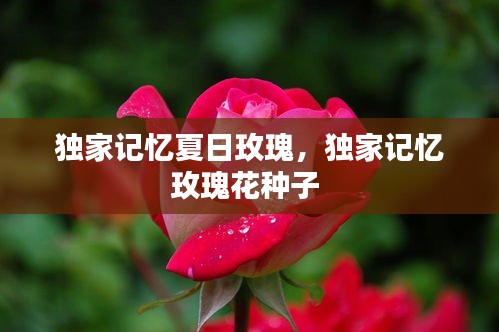 獨(dú)家記憶夏日玫瑰，獨(dú)家記憶玫瑰花種子 