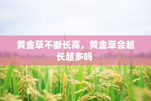 黃金草不斷長高，黃金草會越長越多嗎 