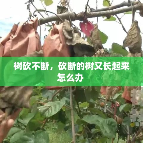 樹砍不斷，砍斷的樹又長起來怎么辦 