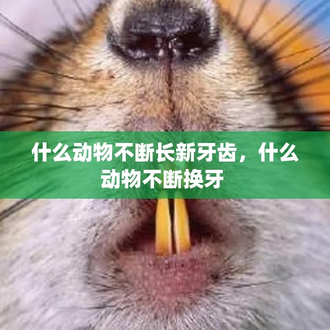 什么動(dòng)物不斷長新牙齒，什么動(dòng)物不斷換牙 