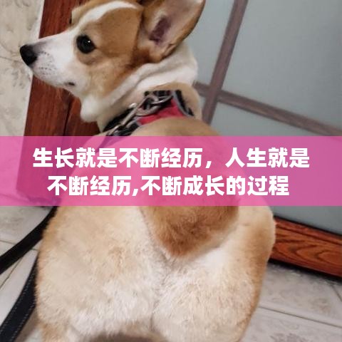 生長(zhǎng)就是不斷經(jīng)歷，人生就是不斷經(jīng)歷,不斷成長(zhǎng)的過程 