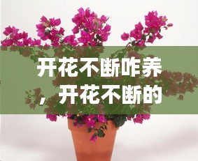 開(kāi)花不斷咋養(yǎng)，開(kāi)花不斷的植物 