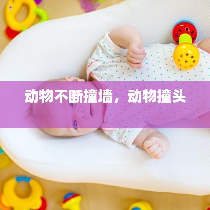 動(dòng)物不斷撞墻，動(dòng)物撞頭 