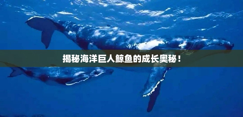 揭秘海洋巨人鯨魚的成長奧秘！