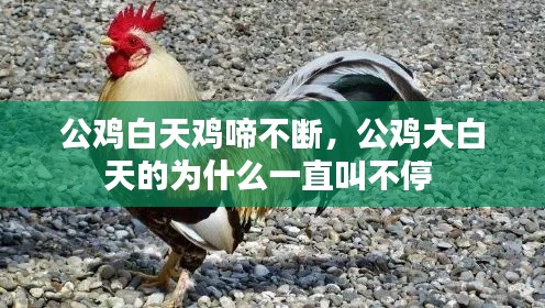 公雞白天雞啼不斷，公雞大白天的為什么一直叫不停 