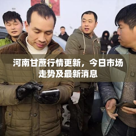 河南甘蔗行情更新，今日市場走勢及最新消息