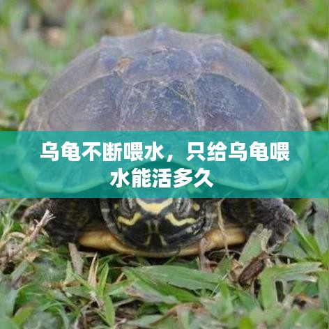 烏龜不斷喂水，只給烏龜喂水能活多久 
