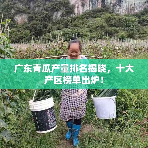 廣東青瓜產(chǎn)量排名揭曉，十大產(chǎn)區(qū)榜單出爐！