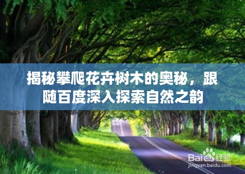 揭秘攀爬花卉樹木的奧秘，跟隨百度深入探索自然之韻