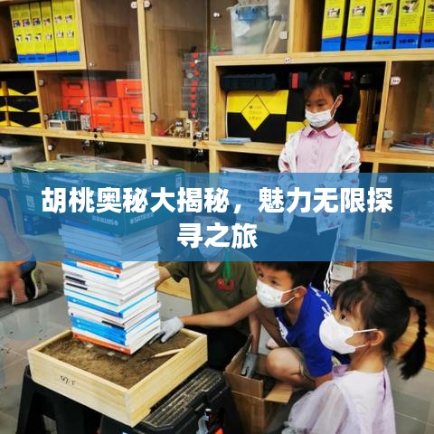 胡桃奧秘大揭秘，魅力無限探尋之旅