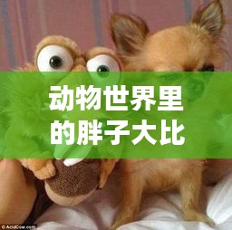 動物世界里的胖子大比拼！哪些家伙最豐滿？