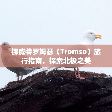 挪威特羅姆瑟（Tromso）旅行指南，探索北極之美