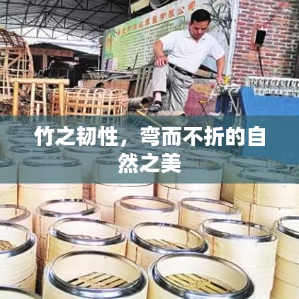 竹之韌性，彎而不折的自然之美