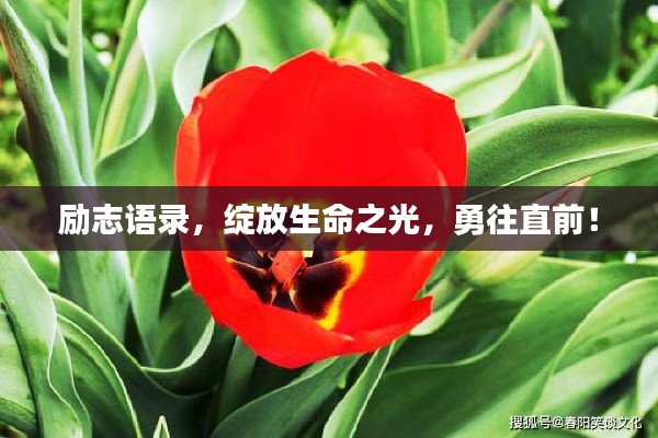 勵志語錄，綻放生命之光，勇往直前！