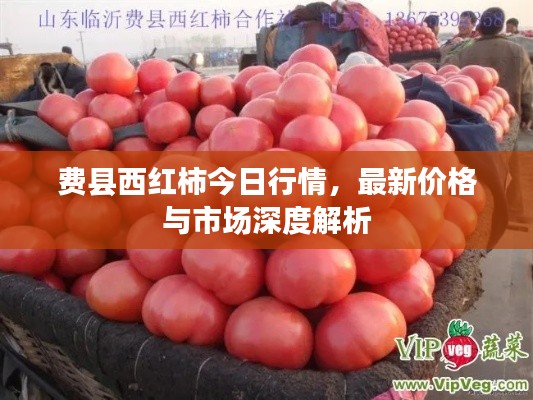 費(fèi)縣西紅柿今日行情，最新價(jià)格與市場(chǎng)深度解析