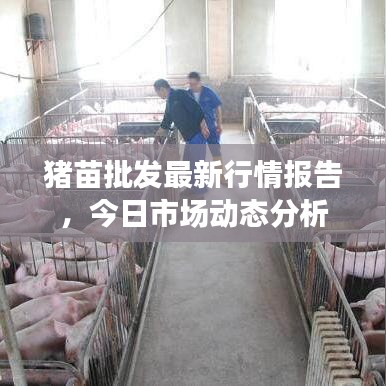 豬苗批發(fā)最新行情報(bào)告，今日市場(chǎng)動(dòng)態(tài)分析