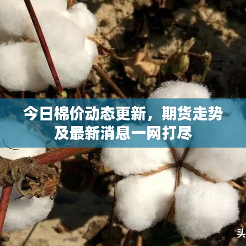 今日棉價動態(tài)更新，期貨走勢及最新消息一網(wǎng)打盡