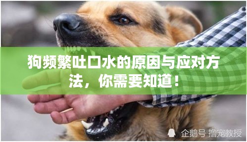 狗頻繁吐口水的原因與應(yīng)對方法，你需要知道！