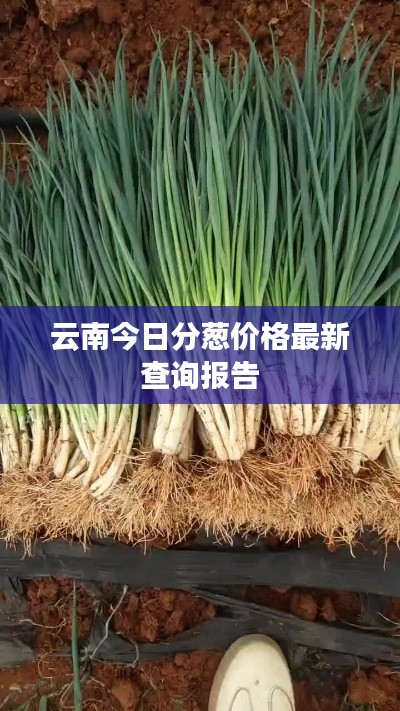 云南今日分蔥價格最新查詢報告