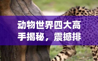 動物世界四大高手揭秘，震撼排名榜單！