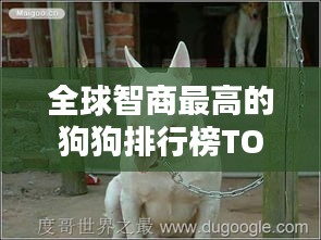 全球智商最高的狗狗排行榜TOP榜揭曉！