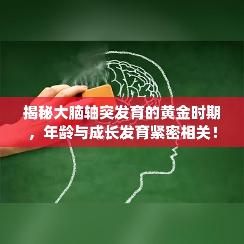 揭秘大腦軸突發(fā)育的黃金時期，年齡與成長發(fā)育緊密相關(guān)！