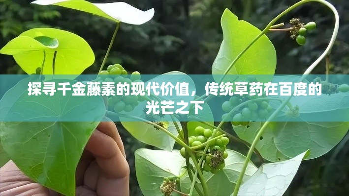 探尋千金藤素的現(xiàn)代價(jià)值，傳統(tǒng)草藥在百度的光芒之下