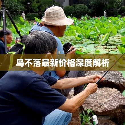 鳥不落最新價(jià)格深度解析