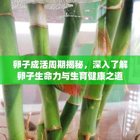 卵子成活周期揭秘，深入了解卵子生命力與生育健康之道