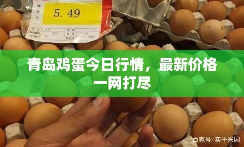 青島雞蛋今日行情，最新價(jià)格一網(wǎng)打盡