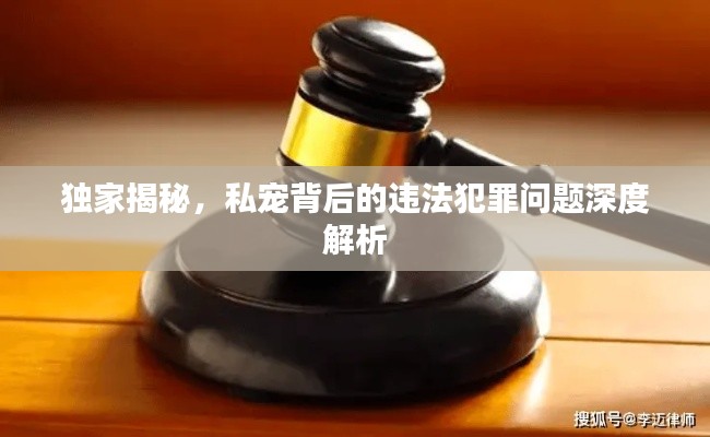 獨(dú)家揭秘，私寵背后的違法犯罪問(wèn)題深度解析