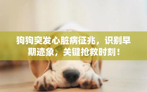 狗狗突發(fā)心臟病征兆，識(shí)別早期跡象，關(guān)鍵搶救時(shí)刻！