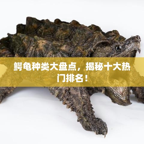 鱷龜種類大盤點(diǎn)，揭秘十大熱門排名！