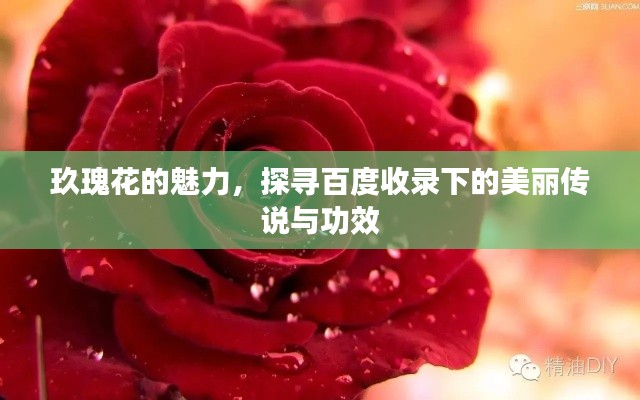 玖瑰花的魅力，探尋百度收錄下的美麗傳說與功效