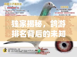 獨家揭秘，鴿游排名背后的未知領域探索之旅